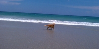 Goldie on the beach.
